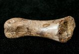 Small Theropod (Raptor) Finger Bone - Montana #12789-1